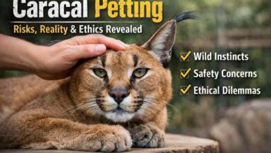caracal petting