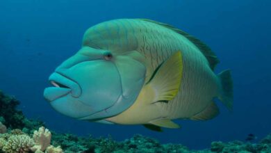napoleon wrasse