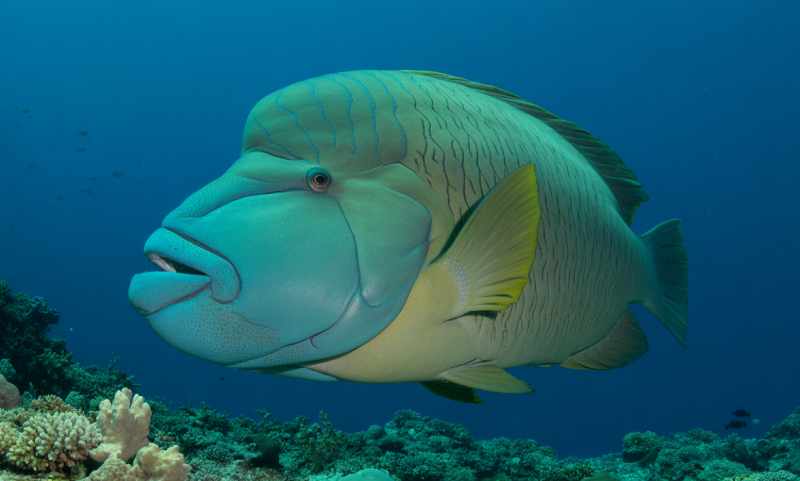 napoleon wrasse
